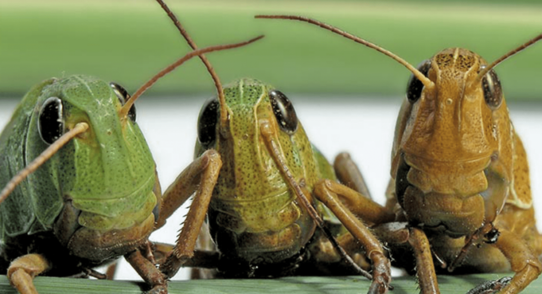 The Trial of Locusts