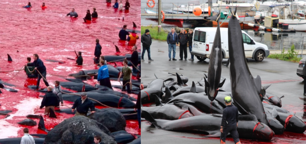 Faroe Islands Grindadrap Whale Hunt Slaughter