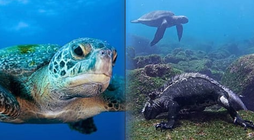 Galapagos