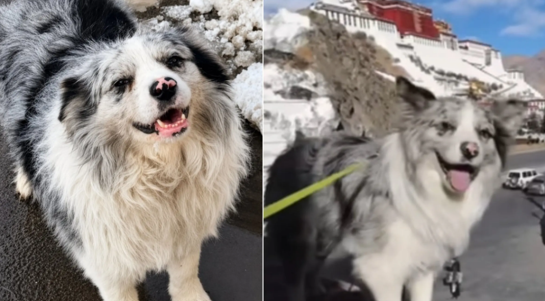 Celebrity Dog Chutou Stolen Slaughtered