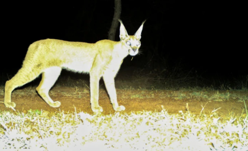 Rare Caracal Spotted Kuno National Park