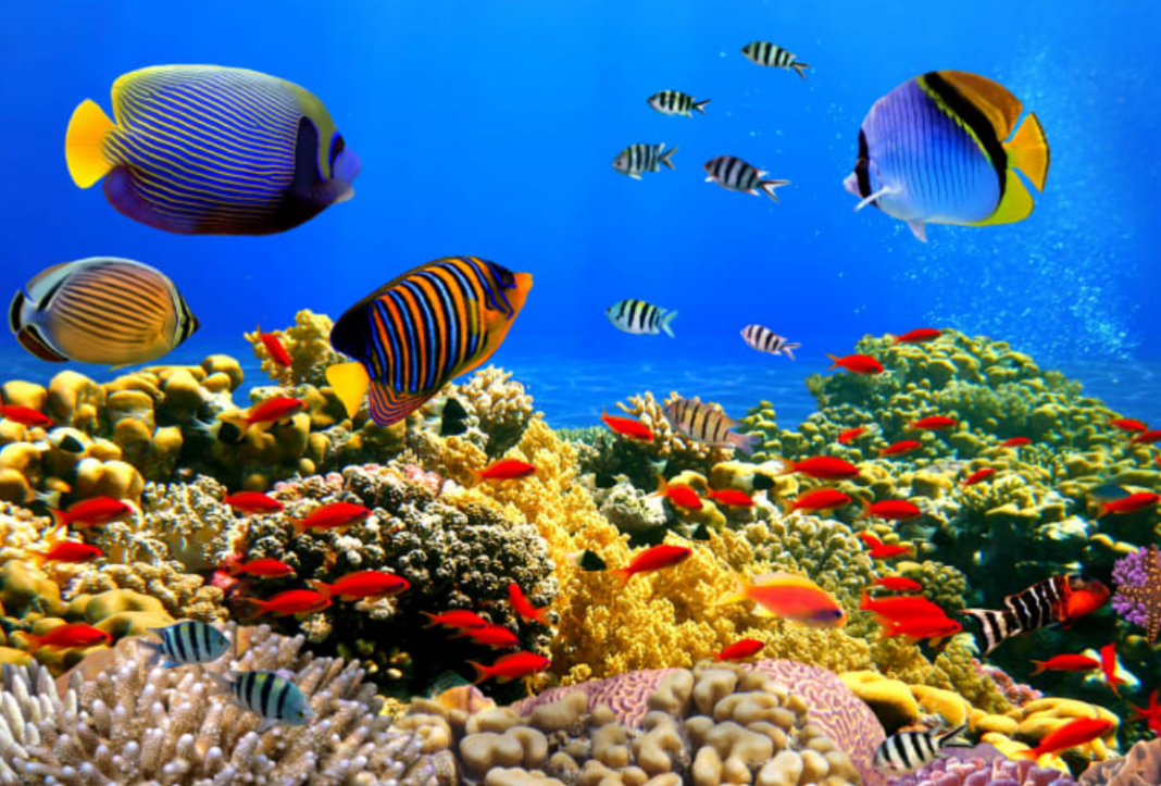 World Oceans Day