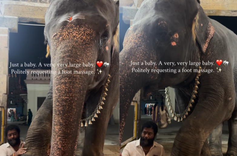 Elephant Mangalam Foot Massage Video