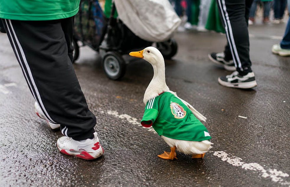 Duck in Mexico Jersey Goes Viral