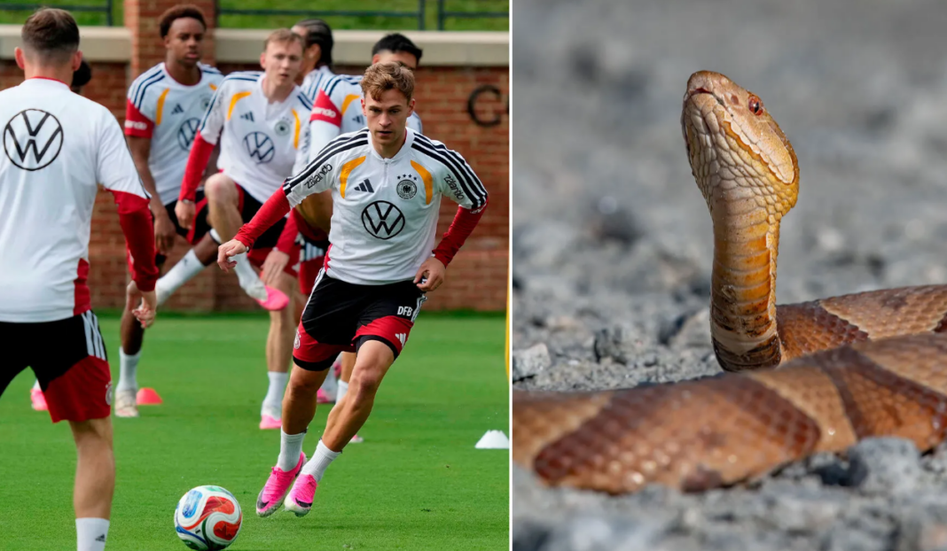 Snake German football camp