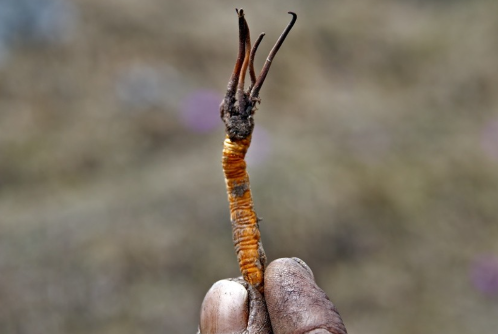 Yarsa Gumba