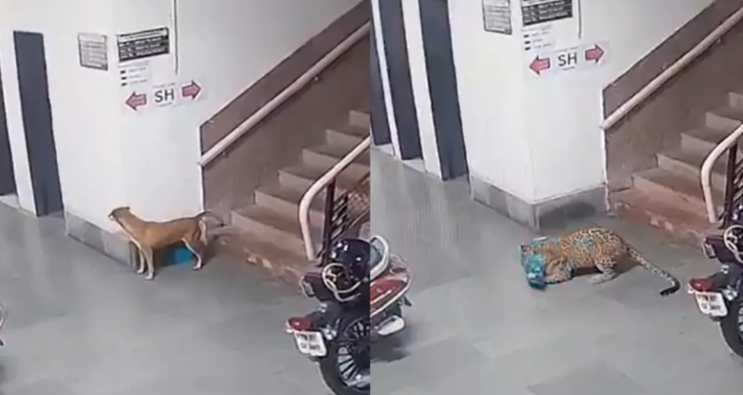 IIT Bombay leopard attack