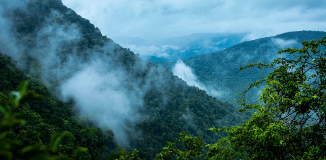 World Rainforest Day