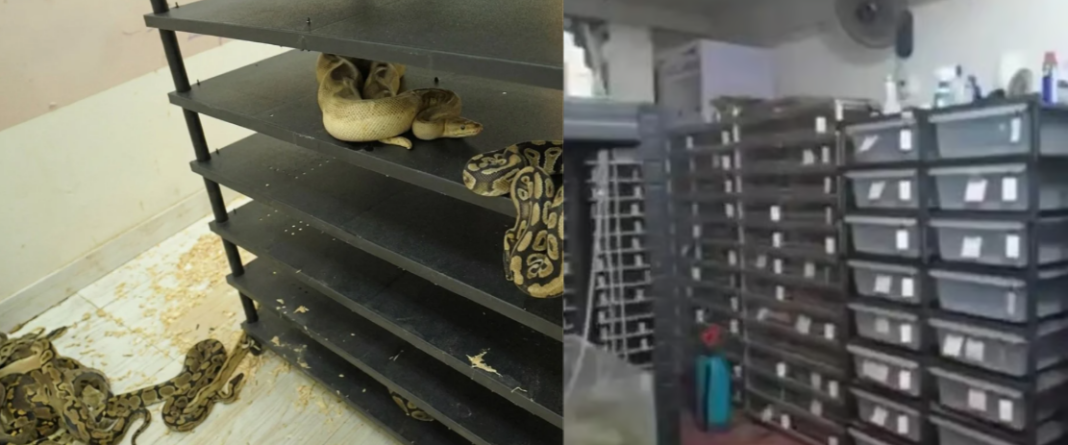 Illegal Python Breeding