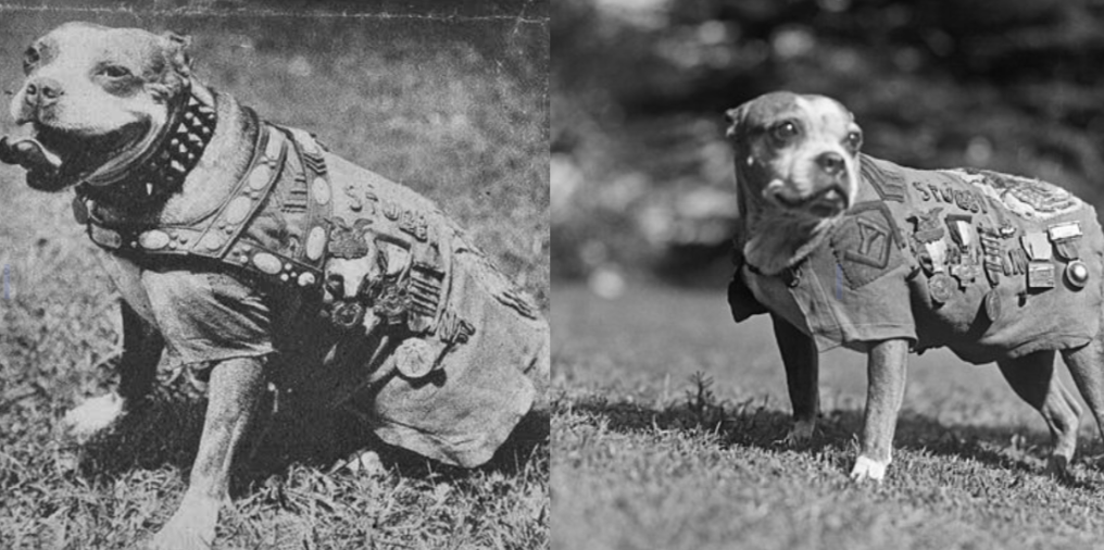 Sergeant Stubby