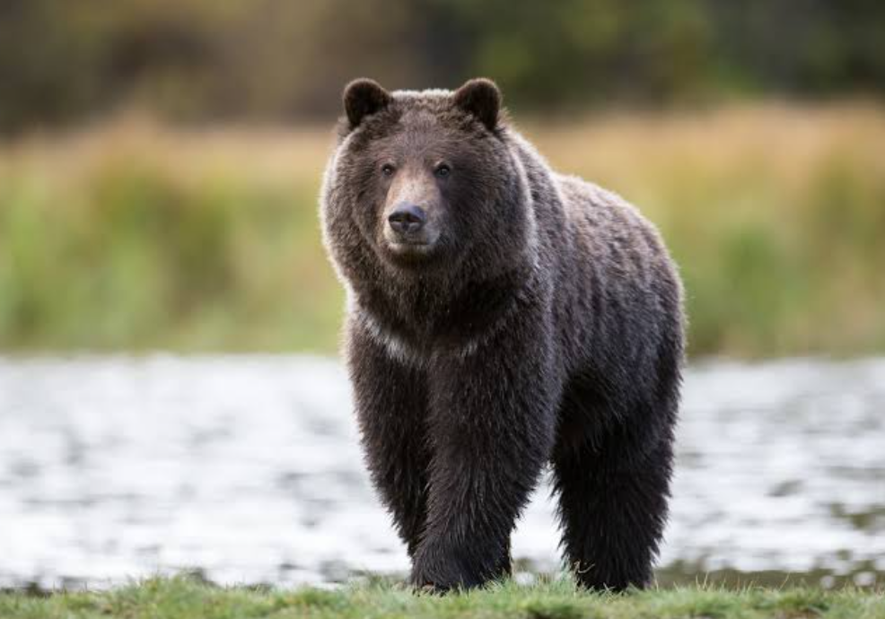 bear
