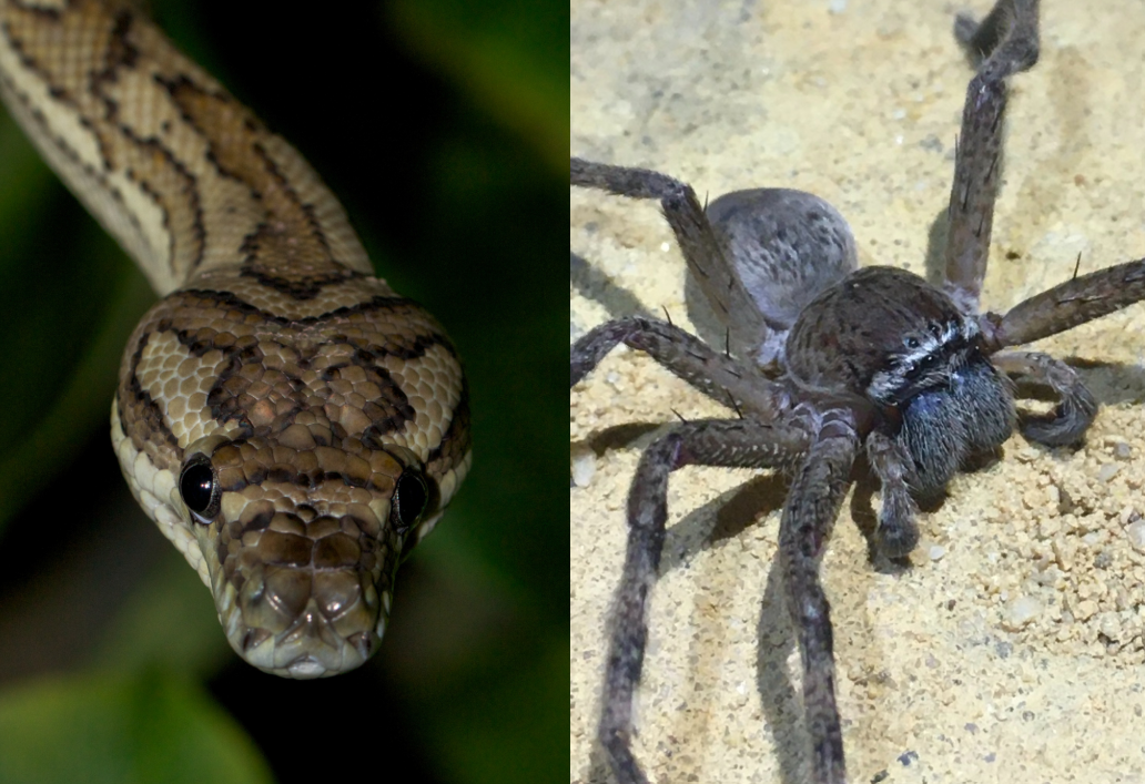 Snake and Spider in bedroom