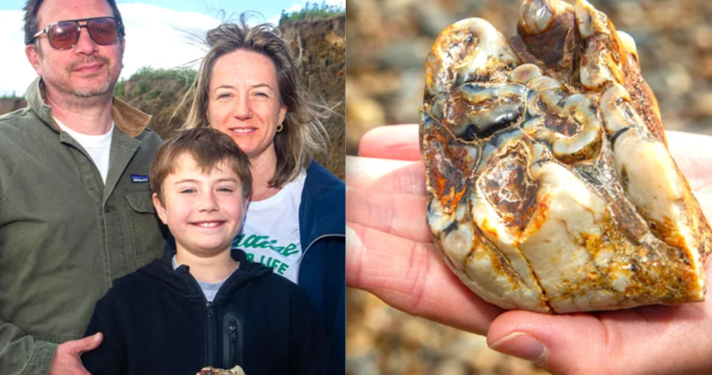 1.8 Million Year Old Elephant Tooth