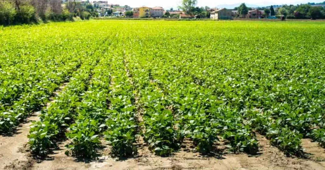 Thrissur black gram harvest