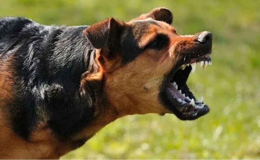 Kollam Stray Dog Attack