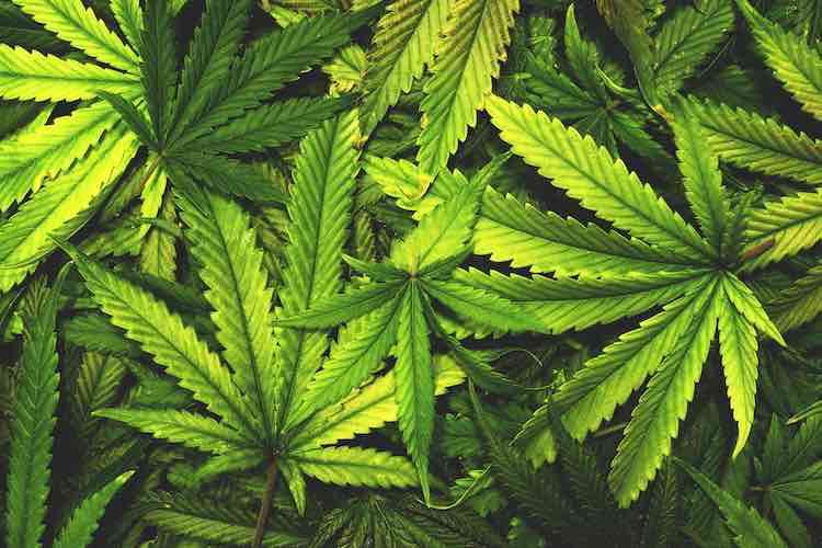 Ganja plant seized Alappuzha