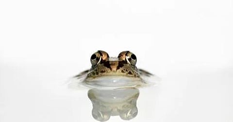frog to keep milk from spoiling