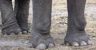 Wild elephant attack Kanthalloor