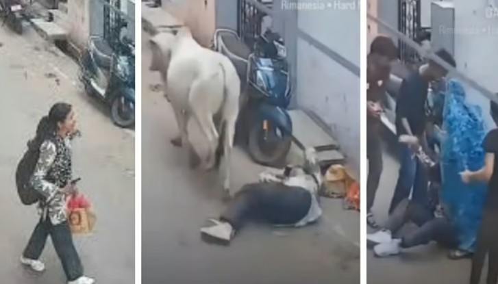Stray bull attacks woman Rajgarh MP