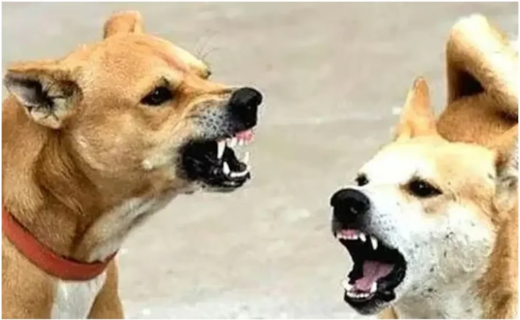 Kilimanoor stray dog attack