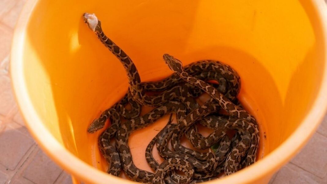 Thrissur Poonkunnam Python hatchlings