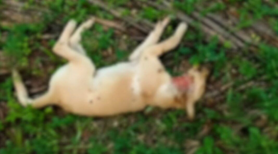 Kothamangalam Kottappady Muttathuppara wild animal attack