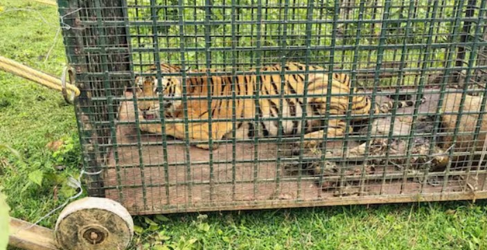 Wayanad Muthanga tiger caught forest department cage