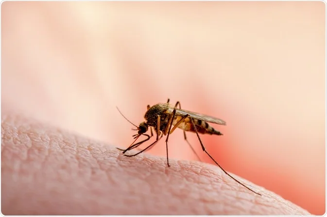 Kozhikode Thikkodi Malaria case reported