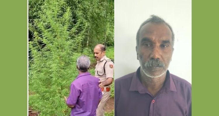 Wayanad Ambalavayal cannabis plant