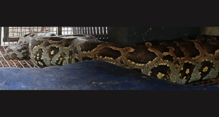 Koyilandy python incident