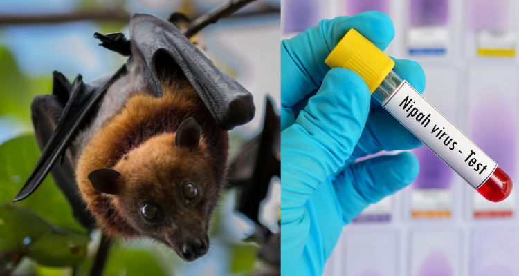 Kozhikode Nipah Case
