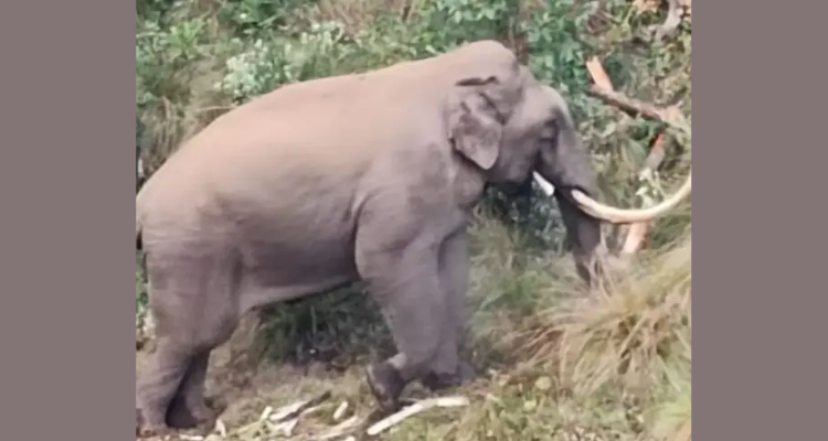 Munnar Padayappa elephant latest news