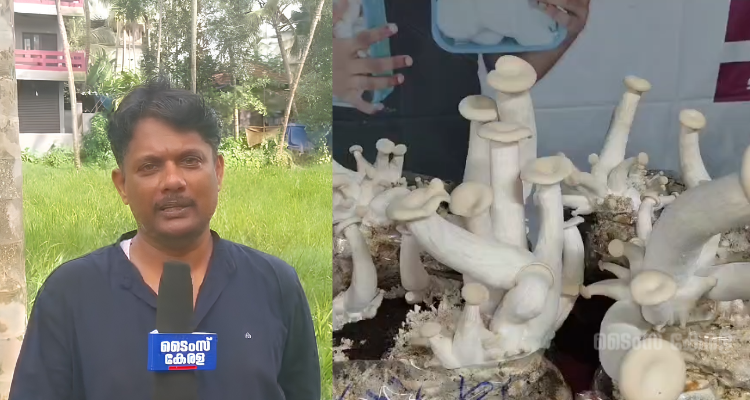 Macrocybe crassa farming Kerala