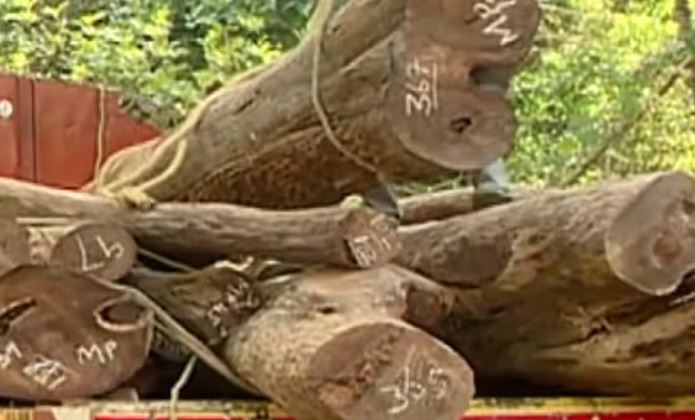 Muttil Tree Felling Case