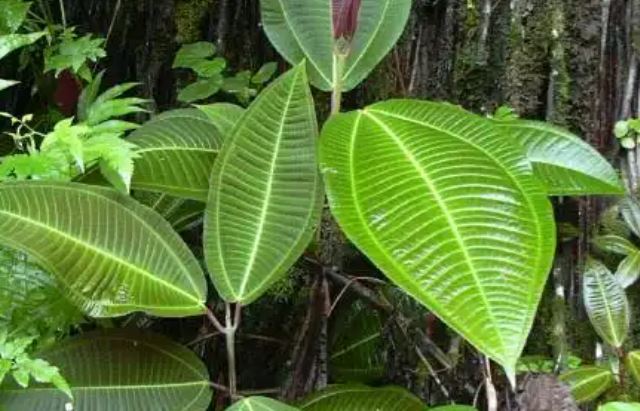 Invasive Miconia Plant