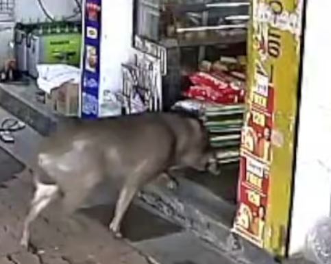 Wild Boar Attack