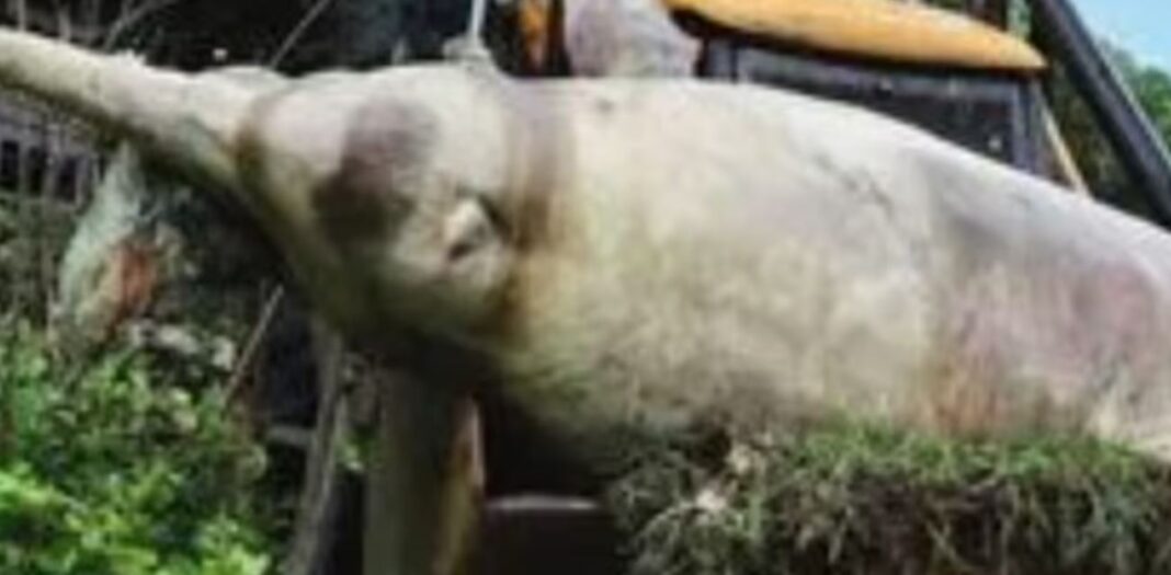 Massive Dolphin Found Dead