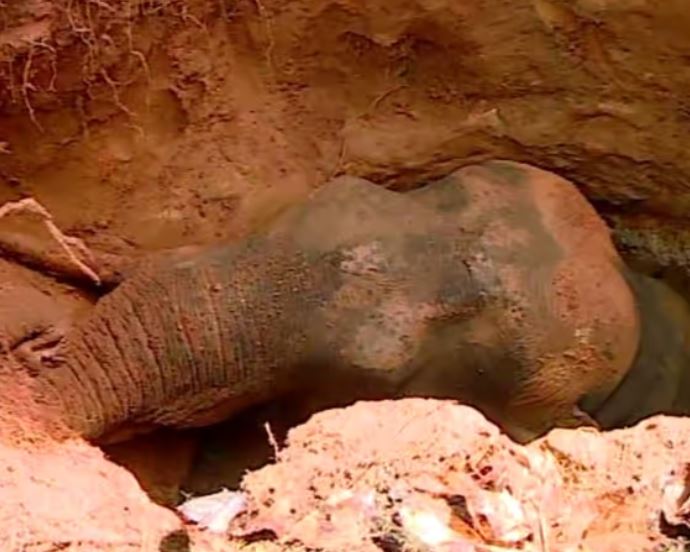 Kuttampuzha Wild Elephant