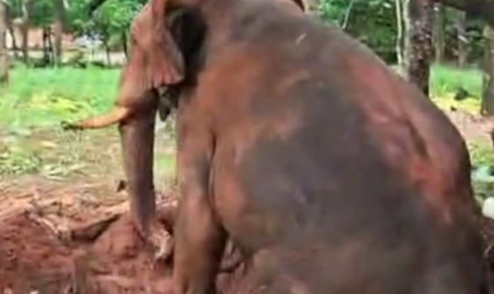 Kuttampuzha Wild Elephant Well Rescue