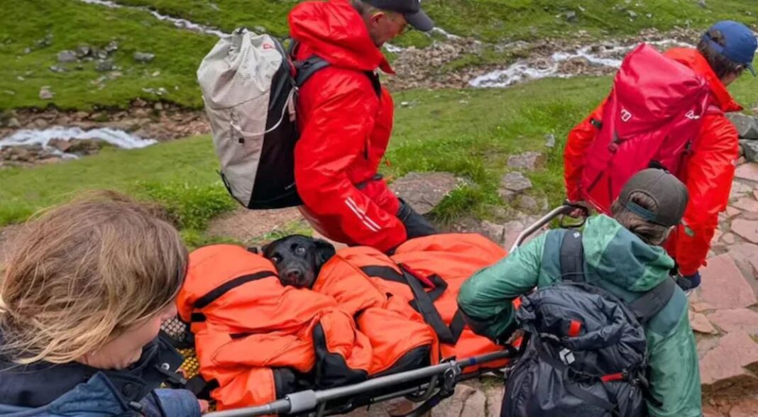 Dog Rescued