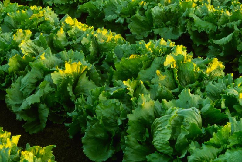 US Cyclospora Outbreak