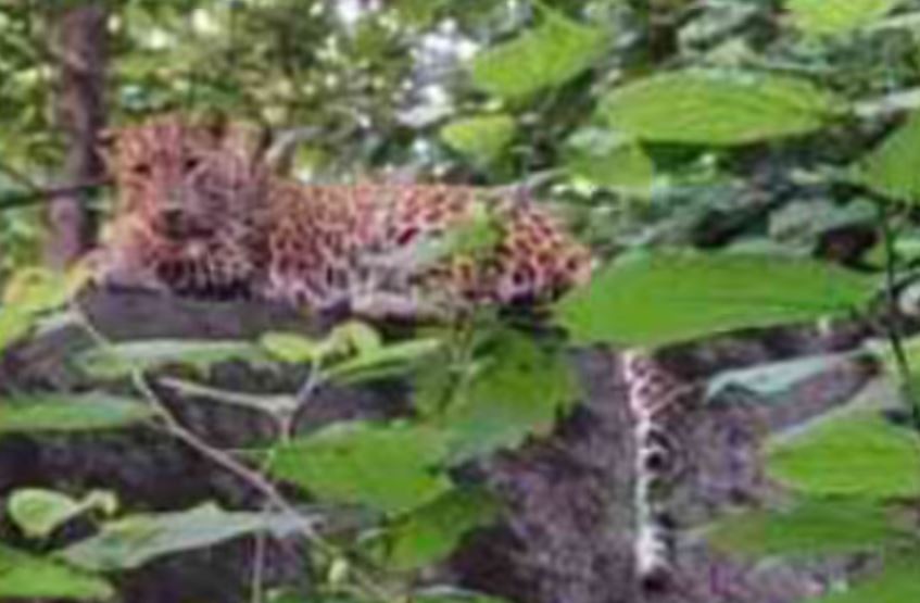 Leopard Spotted