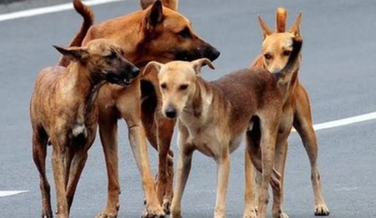 Animal Rights Activists Protest