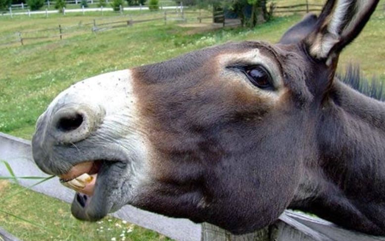 Donkeys Fed Gulab Jamuns