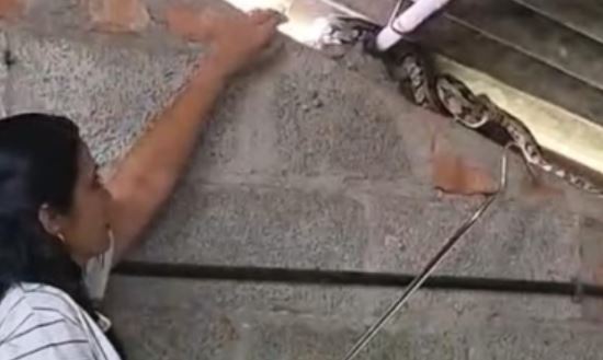 Python Found