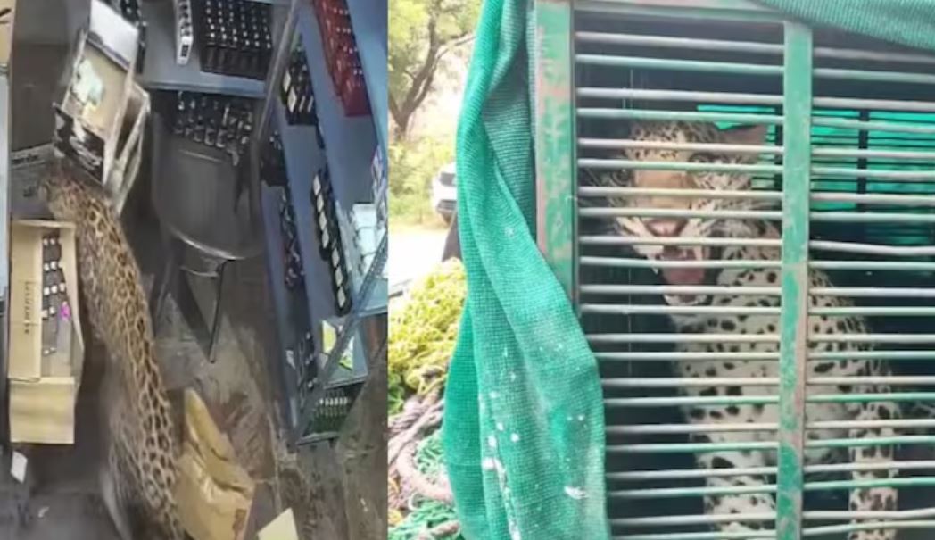 Leopard Enters Liquor Shop