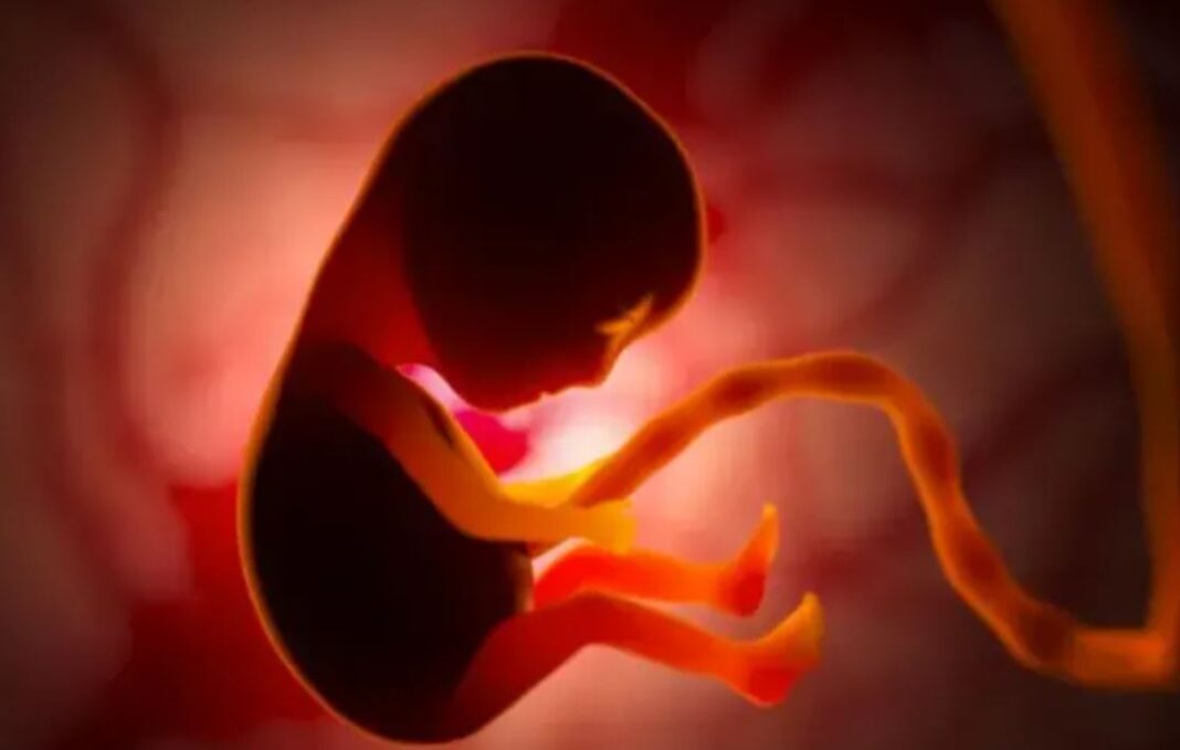 Human placenta racket