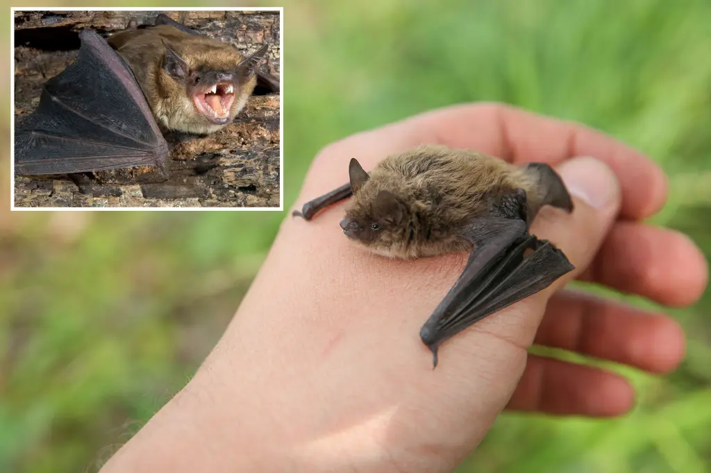 Canada Ontario Rabies Death Bat