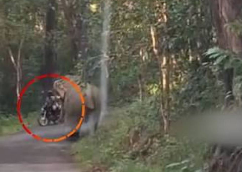 Ponmudi elephant attack
