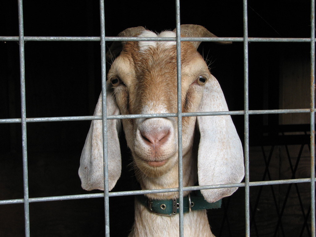 goat arrested